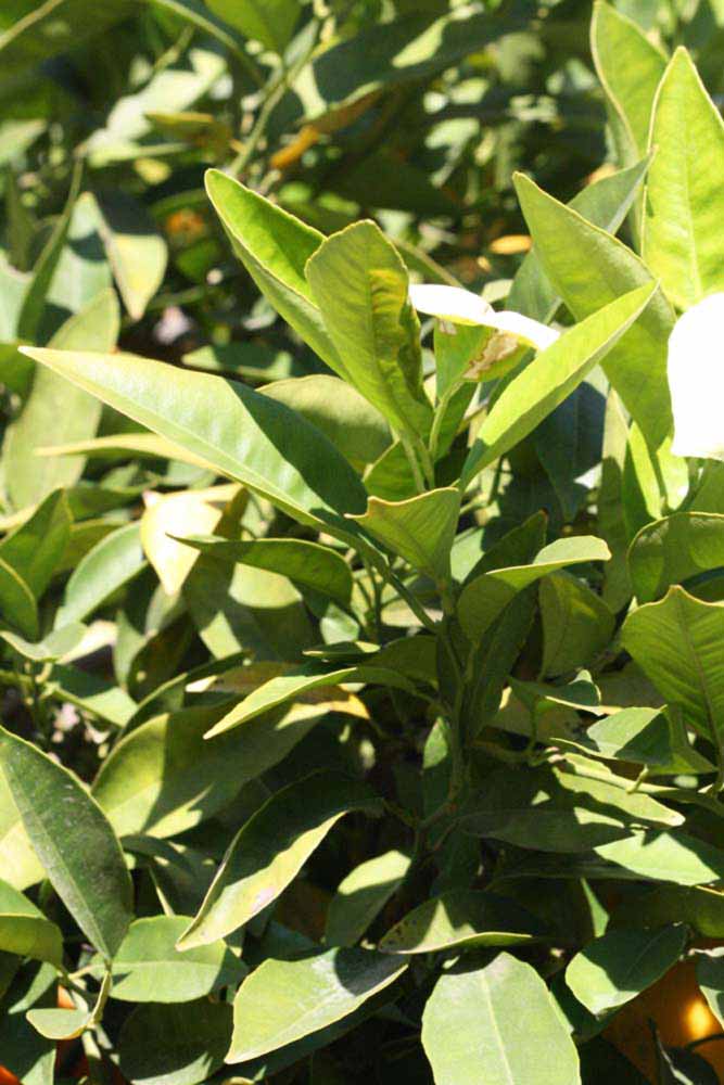            Sun leaves (Riverside, CA)   